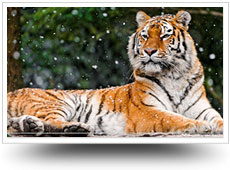 Bengal Tiger